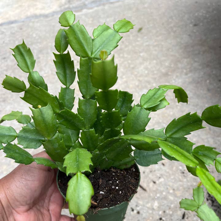 Succulents & Such, Inc. - Wholesale Succulent - 4" Potted Schlumbergera Christmas/Holiday Cactus Plants
1