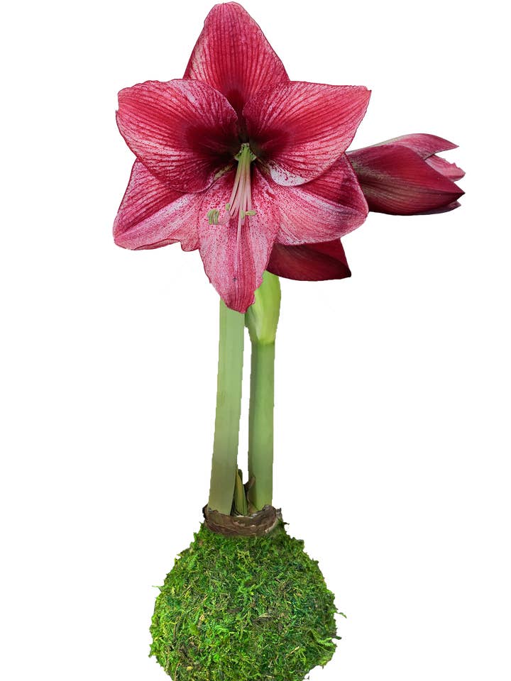 Revelation Moss Base 36+ 18 Bulbs/Case for wholesale by Let 'Em Bloom