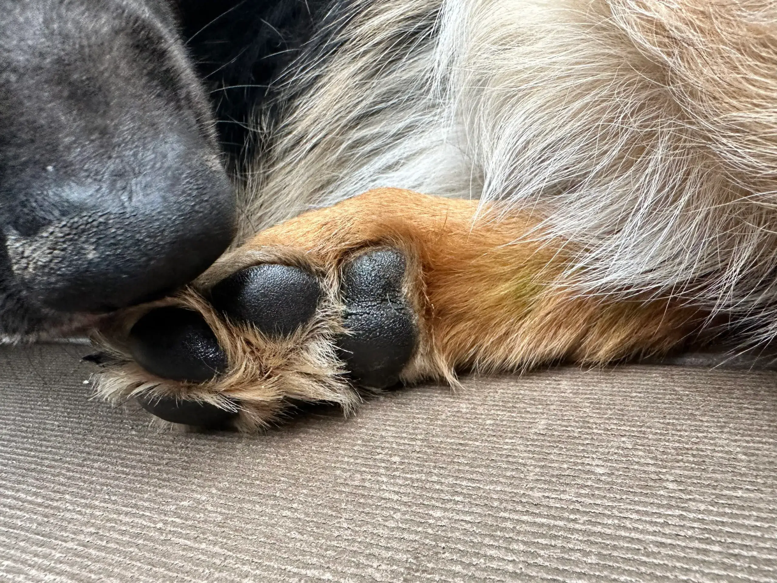 Skinbiome - Vente Protection pour pattes - Baume à base de plantes pour coussinets de chien3