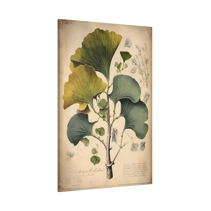 Light Ginkgo Biloba Canvas Print - Herbal Art for Home or Office - Apothecary Decor for wholesale by Print Pothecary