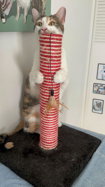 Midlee Designs - Wholesale Pet Scratcher - Cat - Midlee Candy Cane Christmas Cat Scratcher Post6