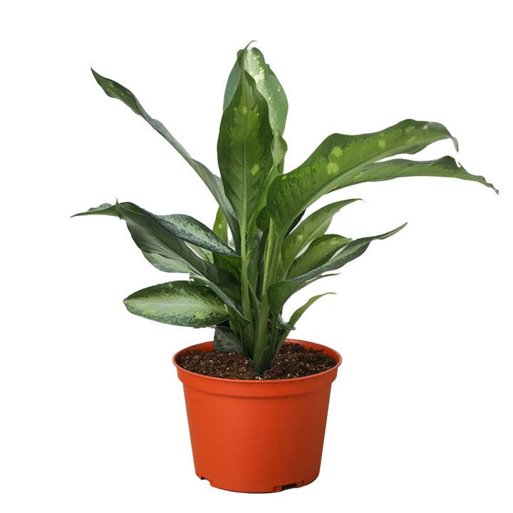Dieffenbachia Panther - 6" Pot for wholesale by House Plant Wholesale