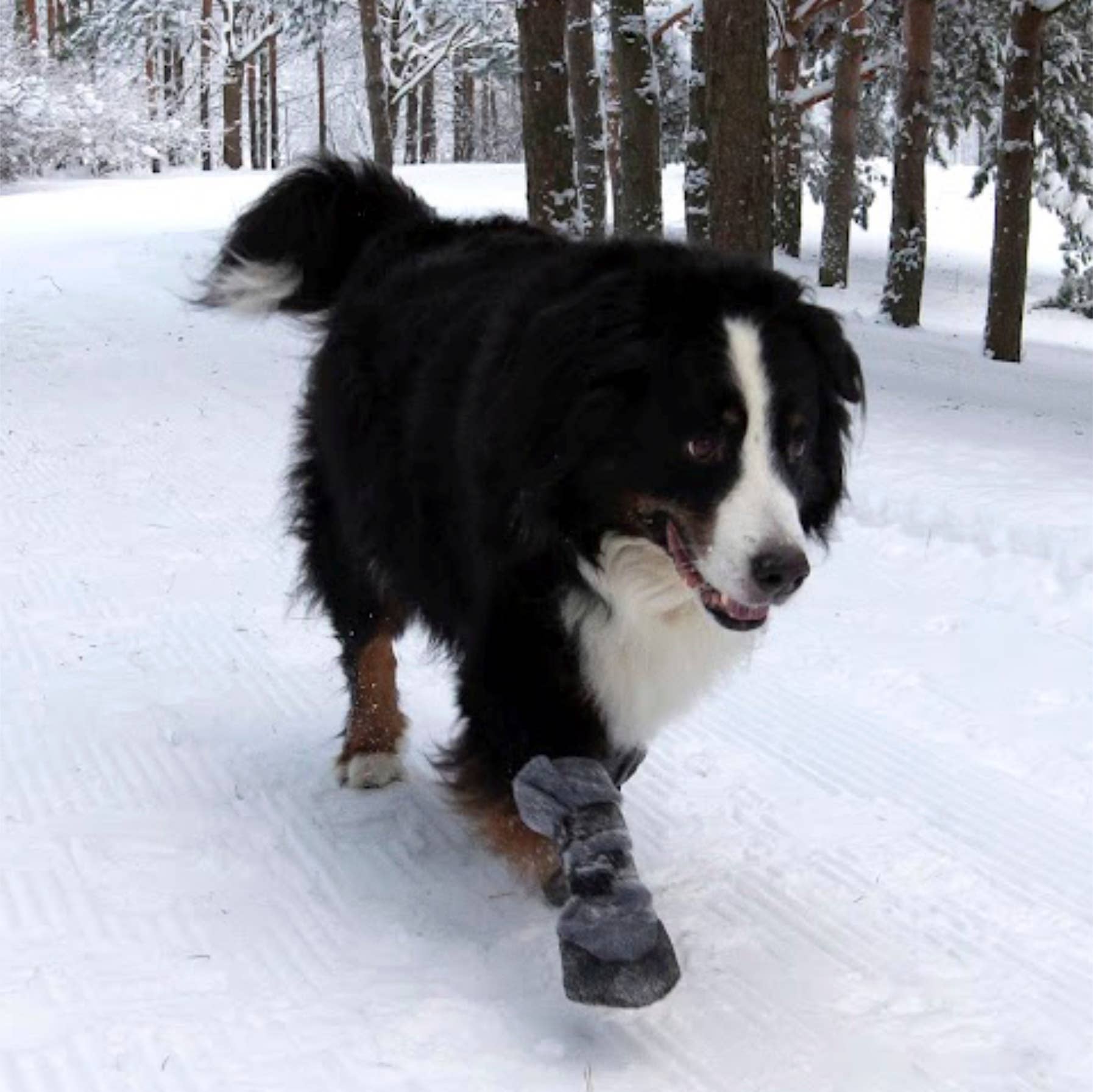 FINNERO - Venta al por mayor Botas - Perros - Botines suaves de invierno FINNERO HALLA LUX para perros, paquete de 2 unidades4