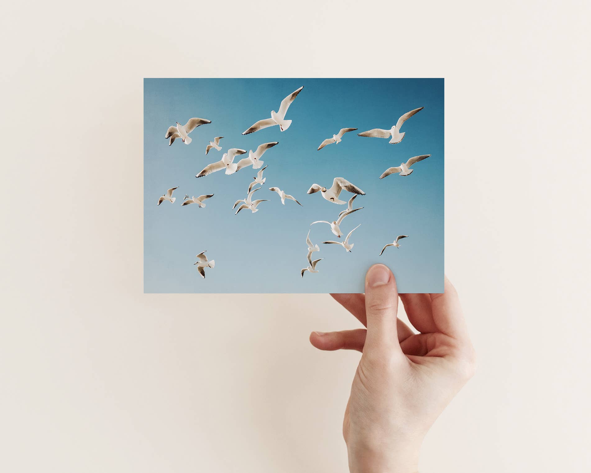 Justepixx - Vente Cartes postales - Carte postale mouettes dans le ciel A61