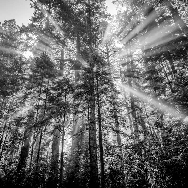 Redwoods Starburst en blanco y negro para venta al por mayor de Bird&Fish, Co.