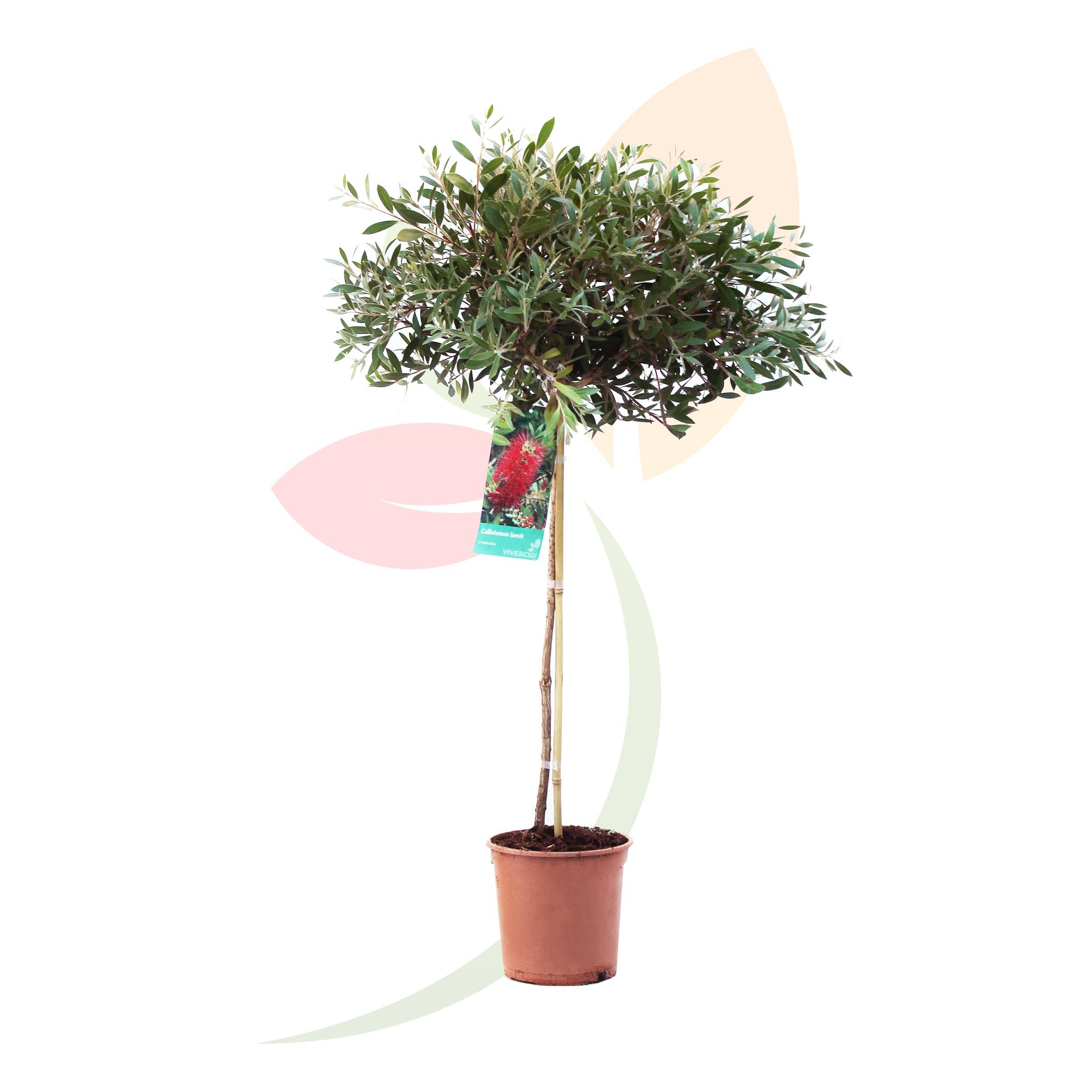 VIVERCID - Wholesale Live Plant - Callistemon Laevis1