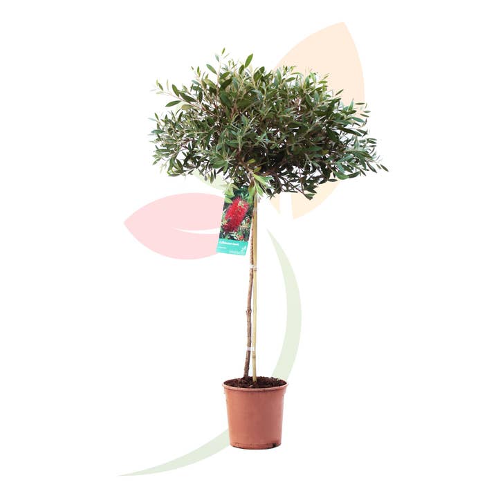VIVERCID - Wholesale Live Plant - Callistemon Laevis1