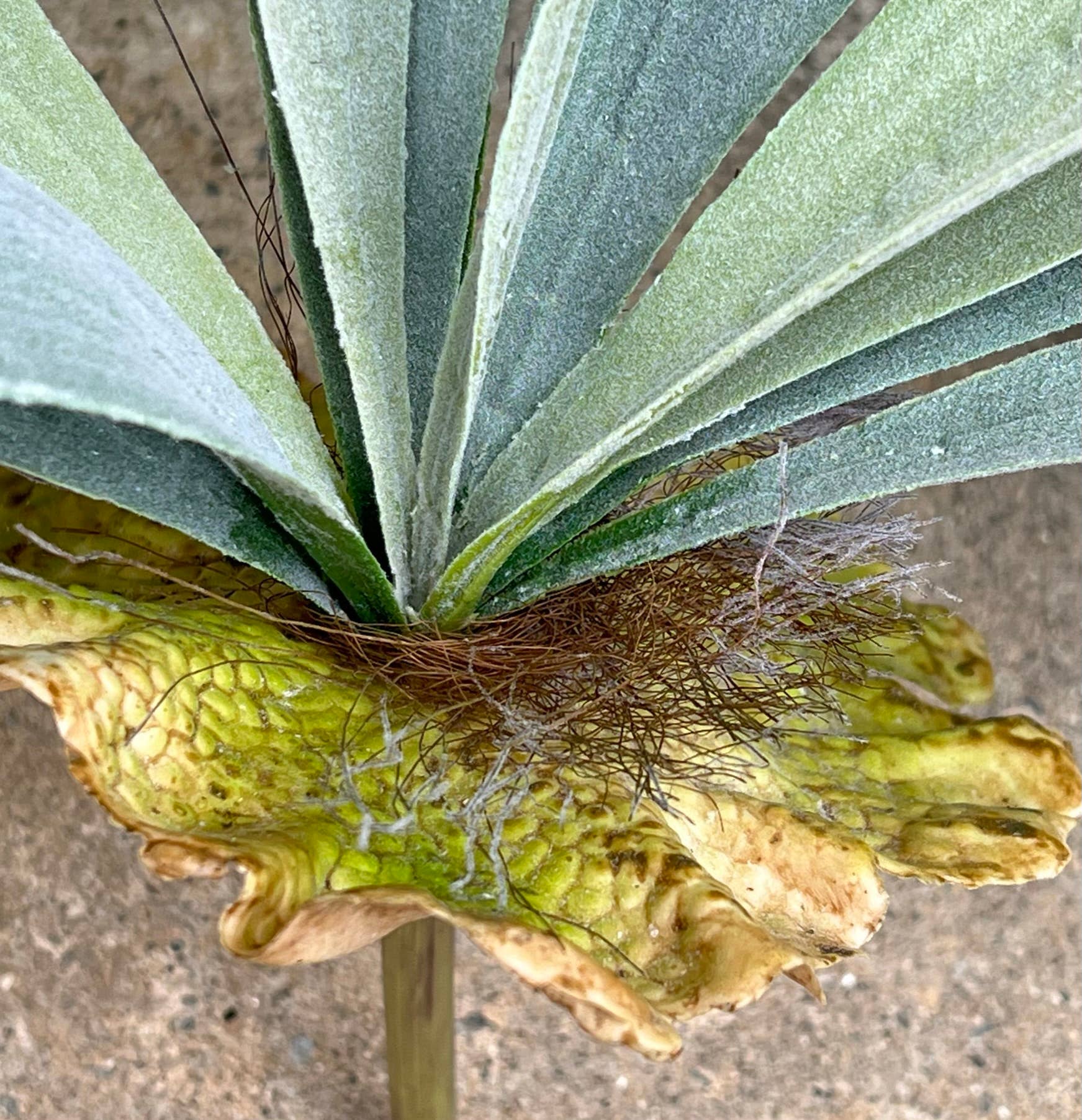 Angel Isabella – Planta artificial por atacado – Staghorn Fern de Qualidade Premium Extra Grande6