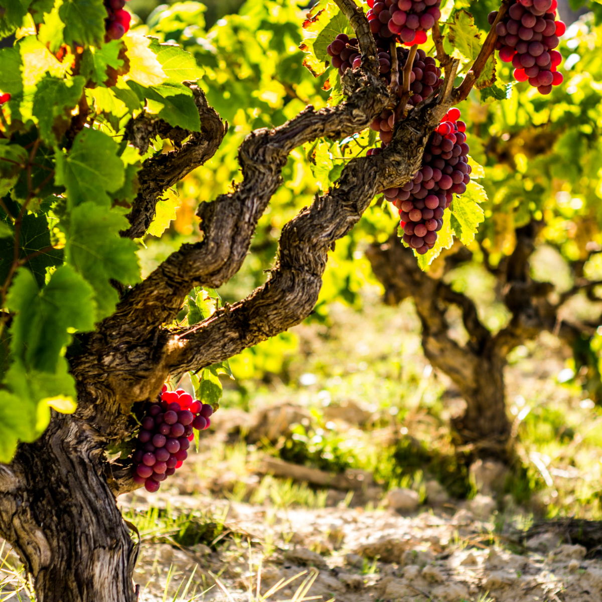 Oasis of Life - Wholesale Live Plant - Grape Vine – Vitis Vinifera 'Vanessa' – Height 60–75cm – Ø21cm – Red Table Grape with Sweet Fruits – Self-Pollinating Grape Vine – Hardy & Robust Fruit Plant for Garden & Terrace2