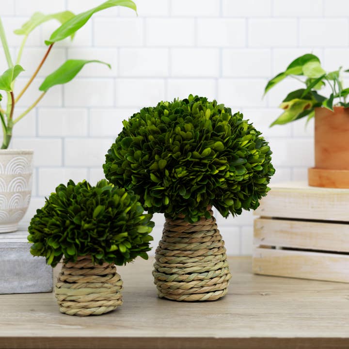 Pavilion - Wholesale Artificial Plant - 10" Mushroom - Preserved Boxwood Topiary2