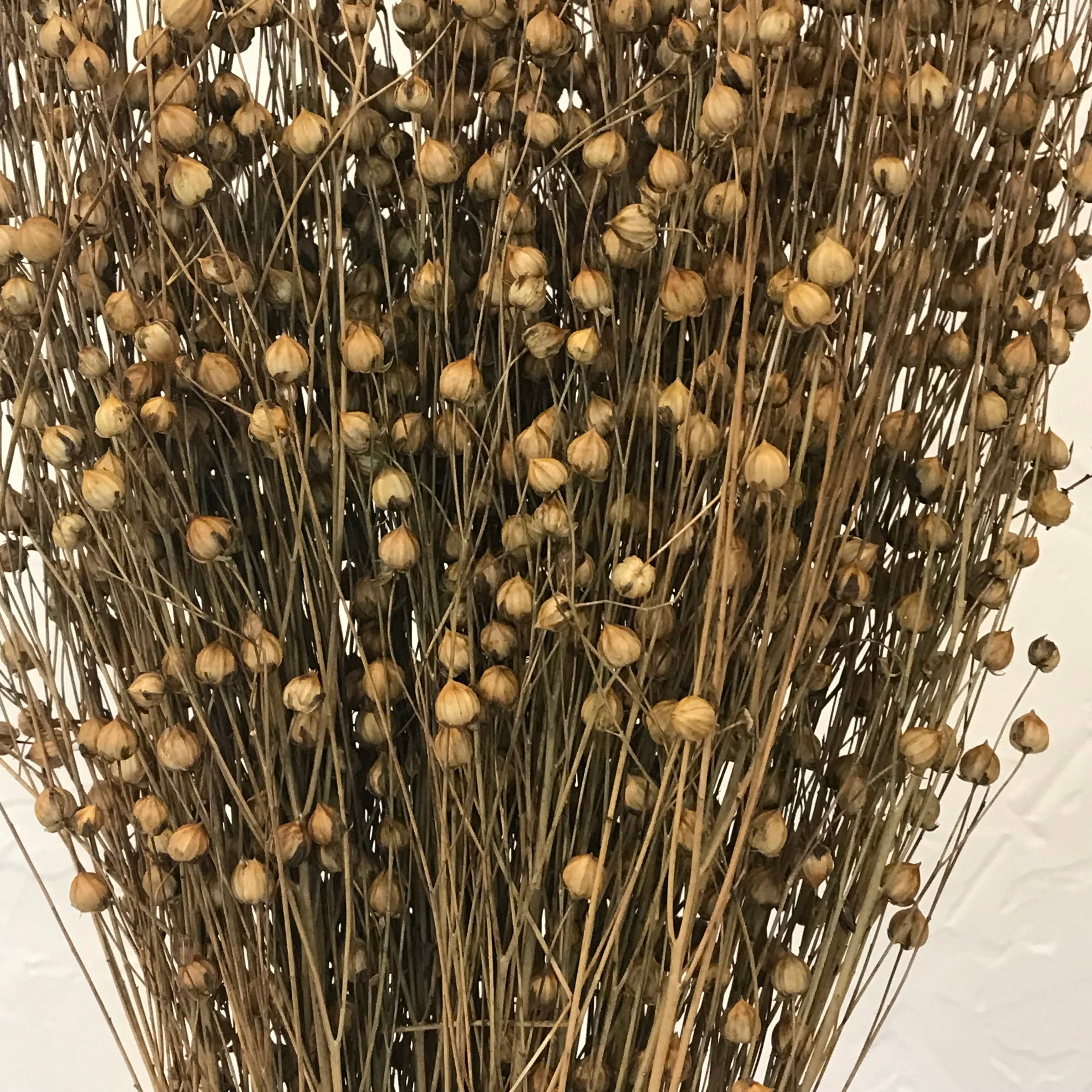 Wilco Home – Engroshandel Tørrede/pressede blomster – Alle naturlige tørrede Lino græs buket5