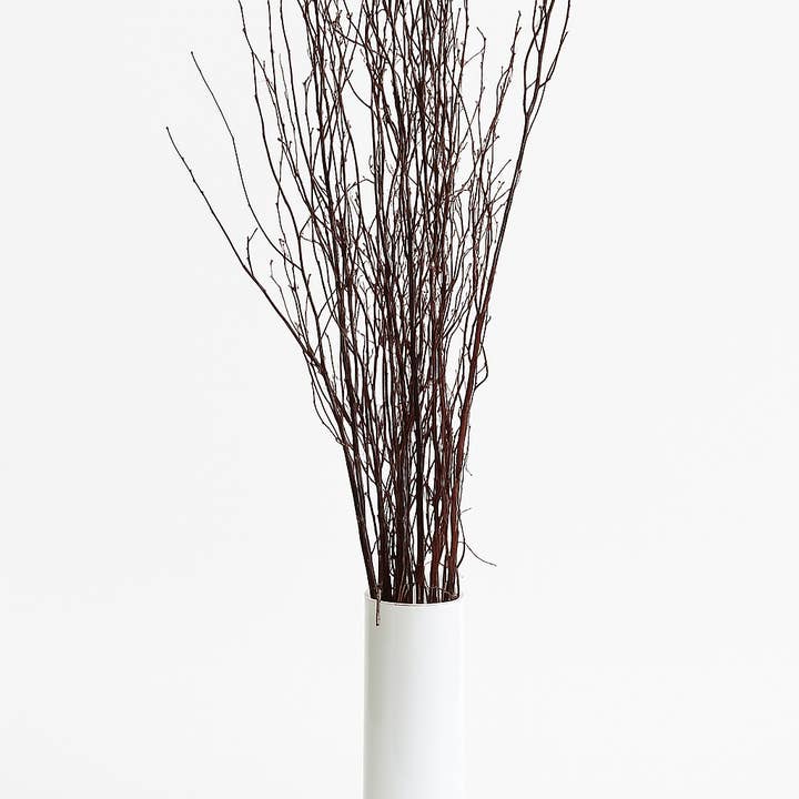 GS Foliage - Wholesale Dried/Pressed Flowers - Varnished 4 Foot Birch Branches - 10pc Bundle