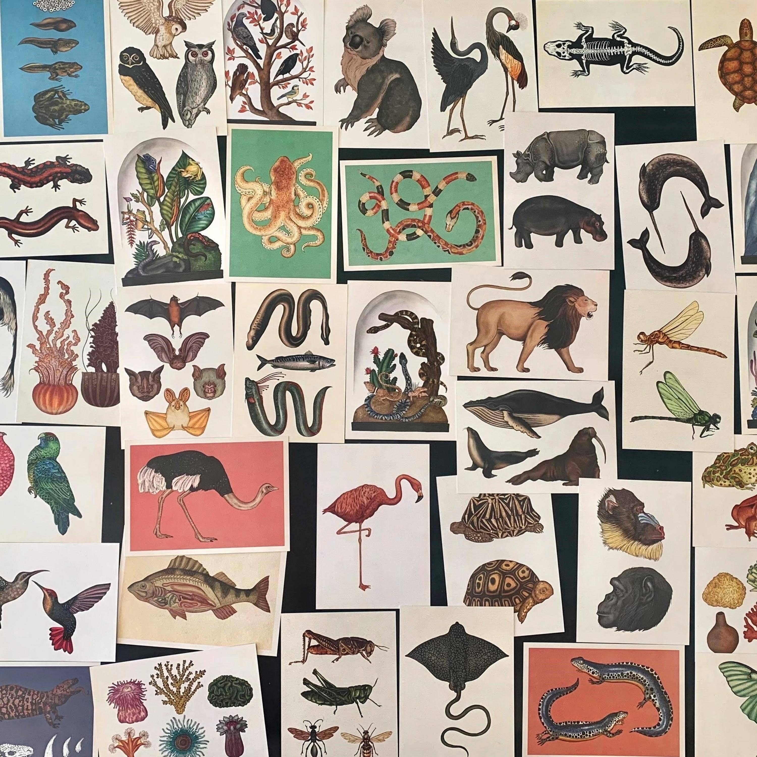 Magnifique Hearts - Wholesale Ansichtkaartset - Ansichtkaarten met dieren in vintage stijl, prachtige illustraties | Set4