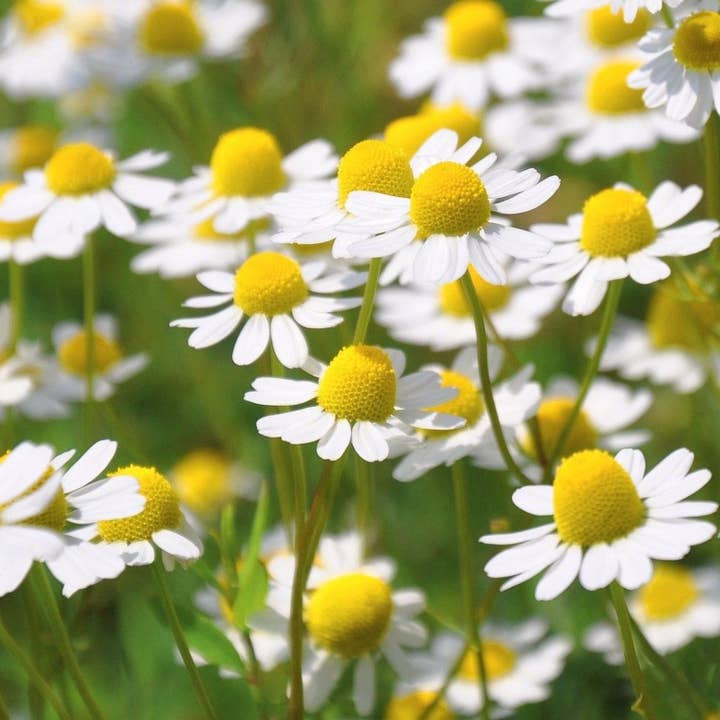 Sow True Seed - Wholesale Plant Seeds - Chamomile Seeds - German2