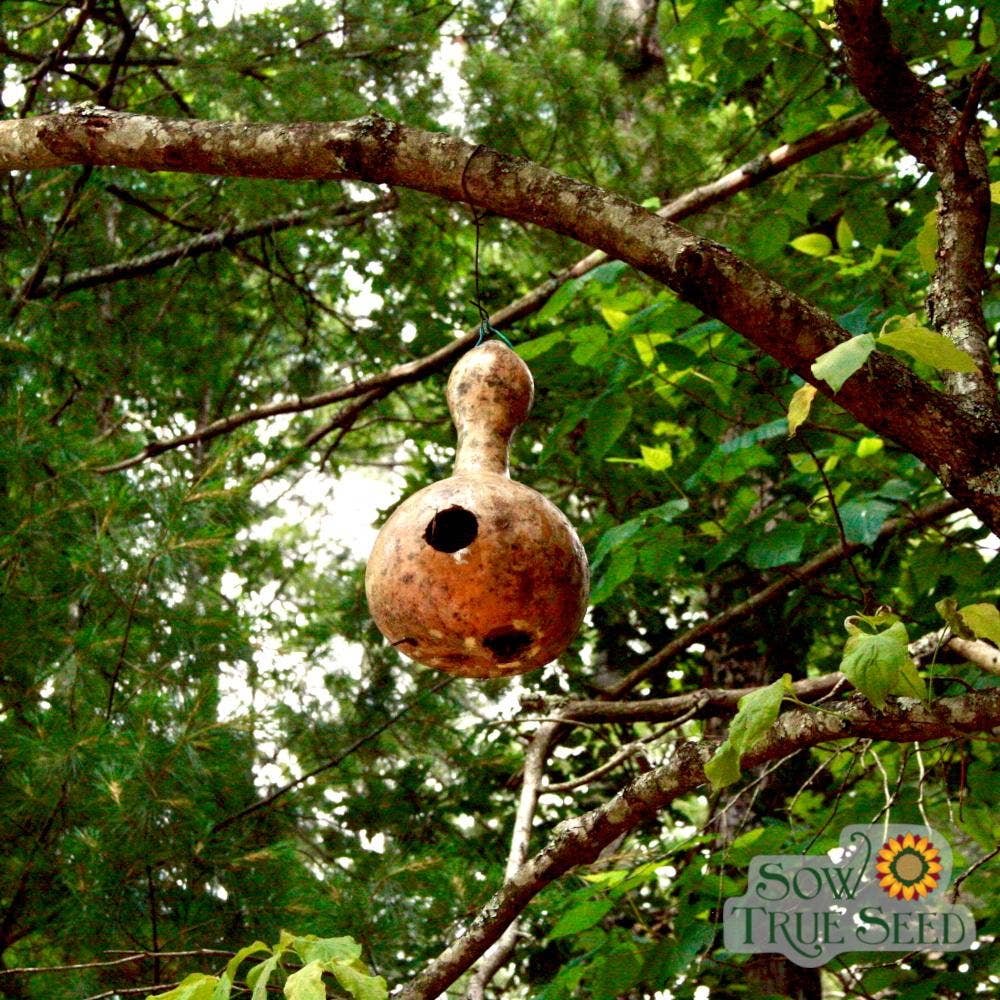 Sow True Seed - Vente Nichoir - Gourd Seeds - Birdhouse Bottle3