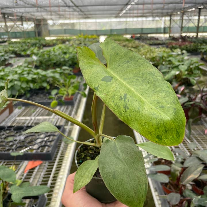 Philodendron 'Paraiso Verde' Lebende Pflanze für den Großhandel von House Plant Wholesale