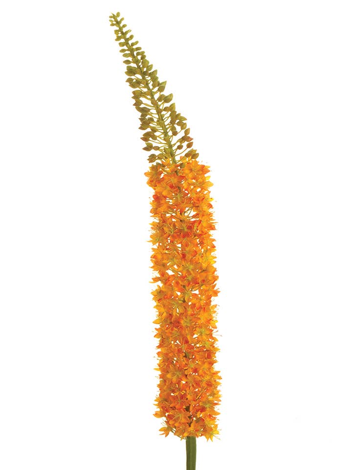 55" EREMURUS for wholesale by American Best