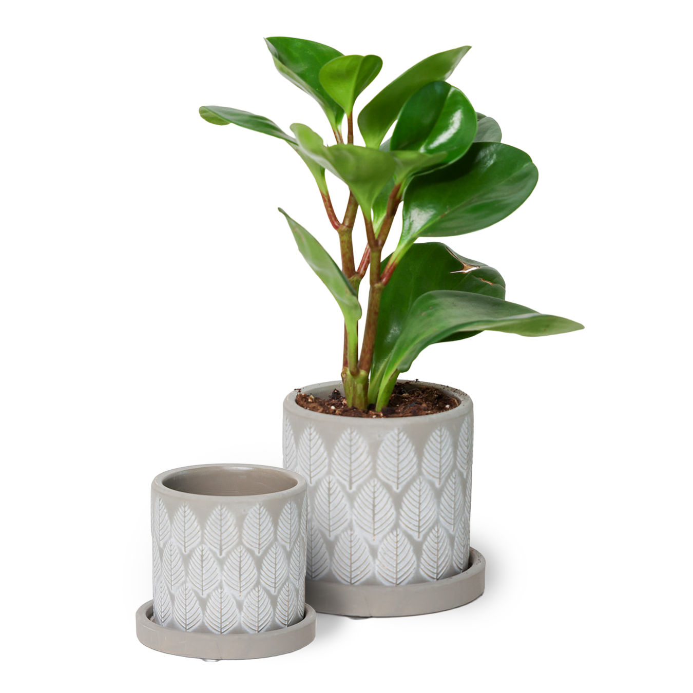 Chive - Wholesale Plant Pot - Balter Succulent Containers Cactus Pot And Saucer17