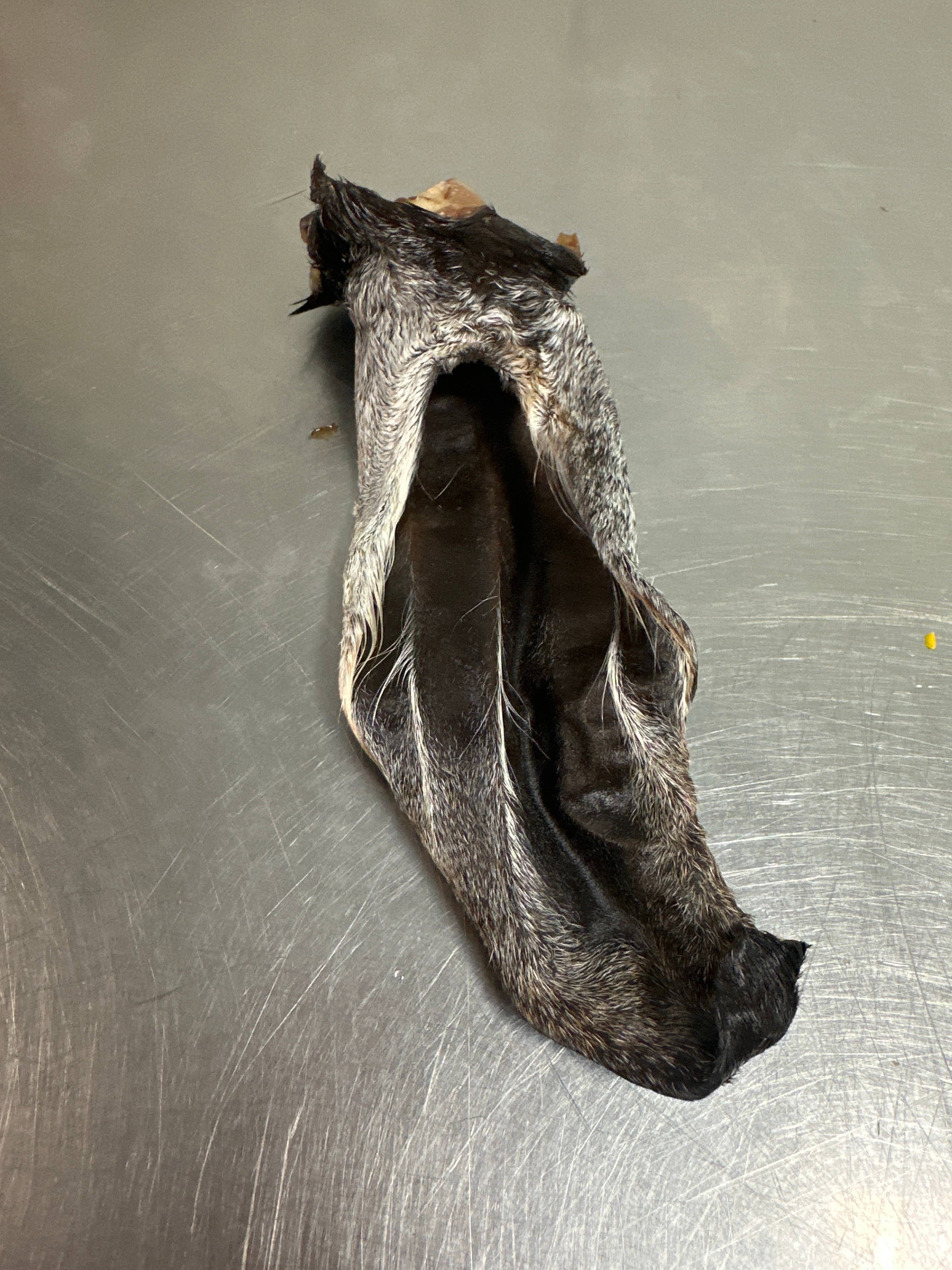 Tapia raw meats for pet food - Wholesale Pet Treats - Dog - Goat Ear 1