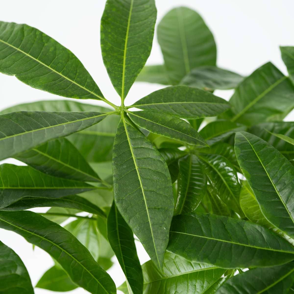 Oasis of Life – wholesale Live plant – Money Tree – 2 Plants – Pachira Aquatica – Height 60–70cm – Ø17cm – Braided Money Tree – Tropical Houseplant for Living Room & Office – Includes Plant Fertilizer6