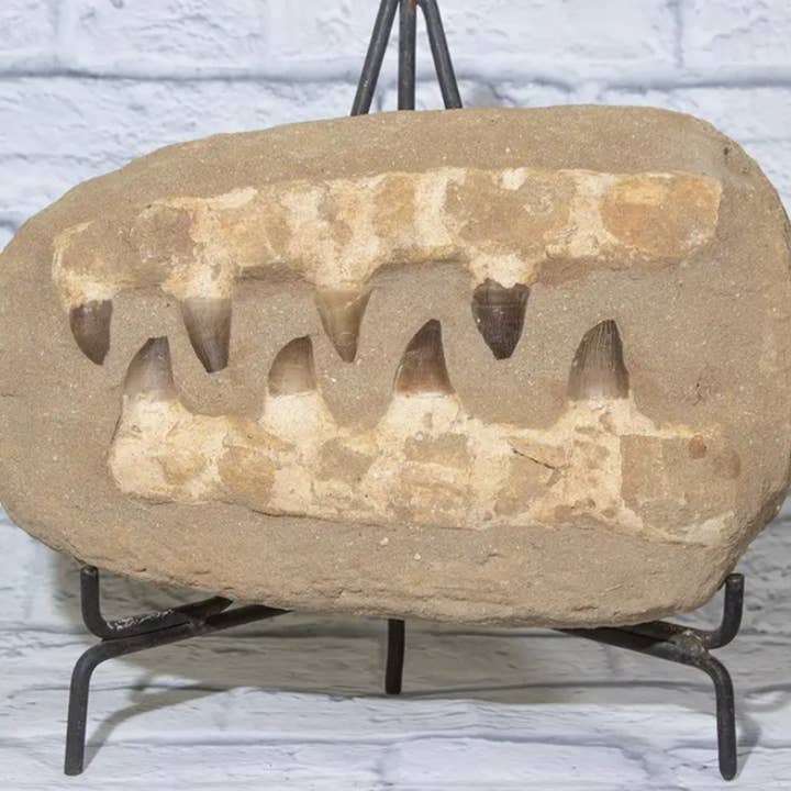 Cold River Mining - Wholesale Decorative Tabletop Object - LARGE MOSASAURS JAW WITH 8 TEETH IN MATRIX