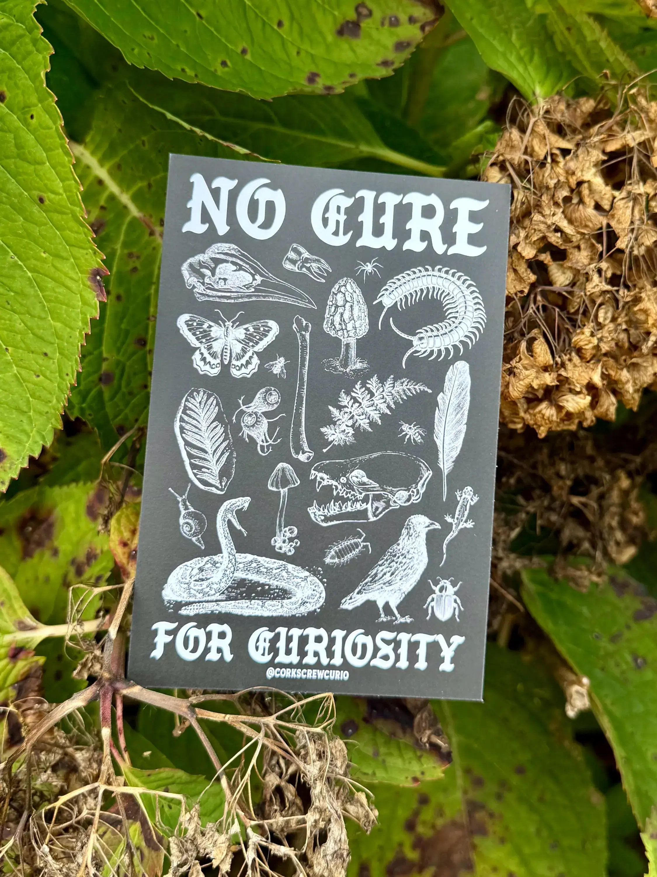 Corkscrew Curiosities - Wholesale Art Print - No Cure for Curiosity Art Print 4x63