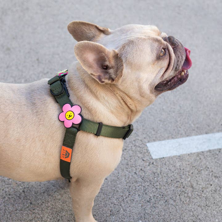 Jiby Dog Crew – Großhandel Halsband-Anhänger – Katze/Hund – Gänseblümchen Hund Jiby