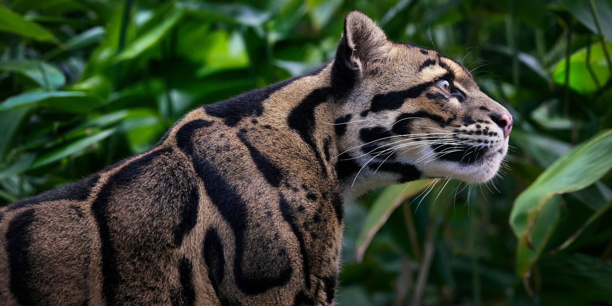 Abrams - Wholesale Display Book - Feline3