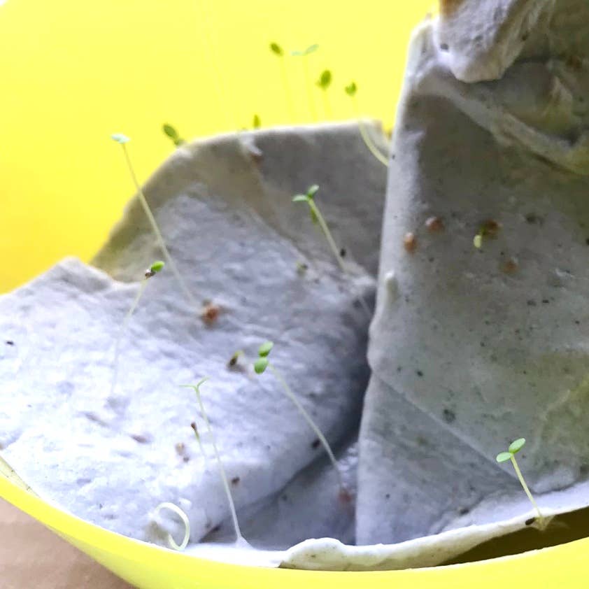 BLOOM your message - Vendita all'ingrosso Semi di piante - Set di 60 cartoline piantabili con semi di fiori selvatici8