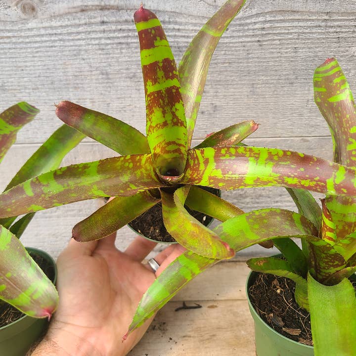 Neoregelia 'Guacamole' for wholesale by Buzz + Thrive Gardens