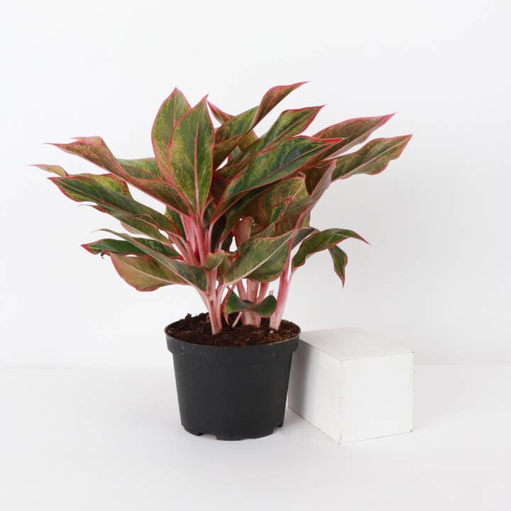 Thorsen's Greenhouse - Wholesale Live Plant - Red Siam Aglaonema - Live Plant