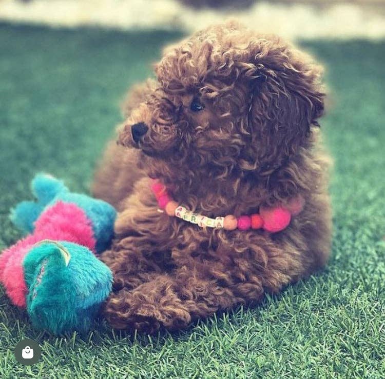 Puppies & Pom Poms - Wholesale Pet Collar - Dog - Pink - Personalised Pom Pom Dog Collar56