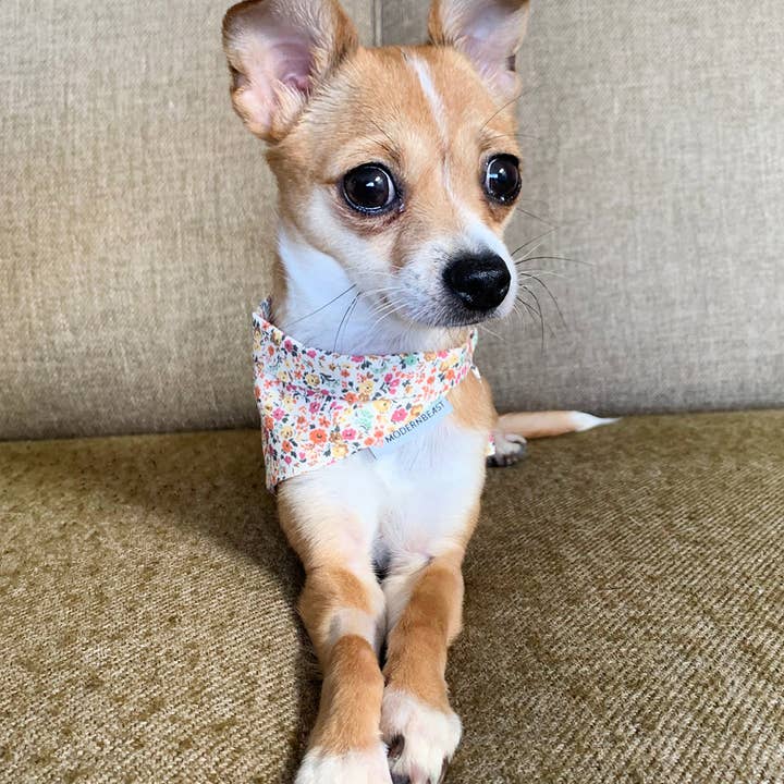 MODERNBEAST - Wholesale Pet Bandana - Dog - FLORAL BANDANAS (Options Available)
