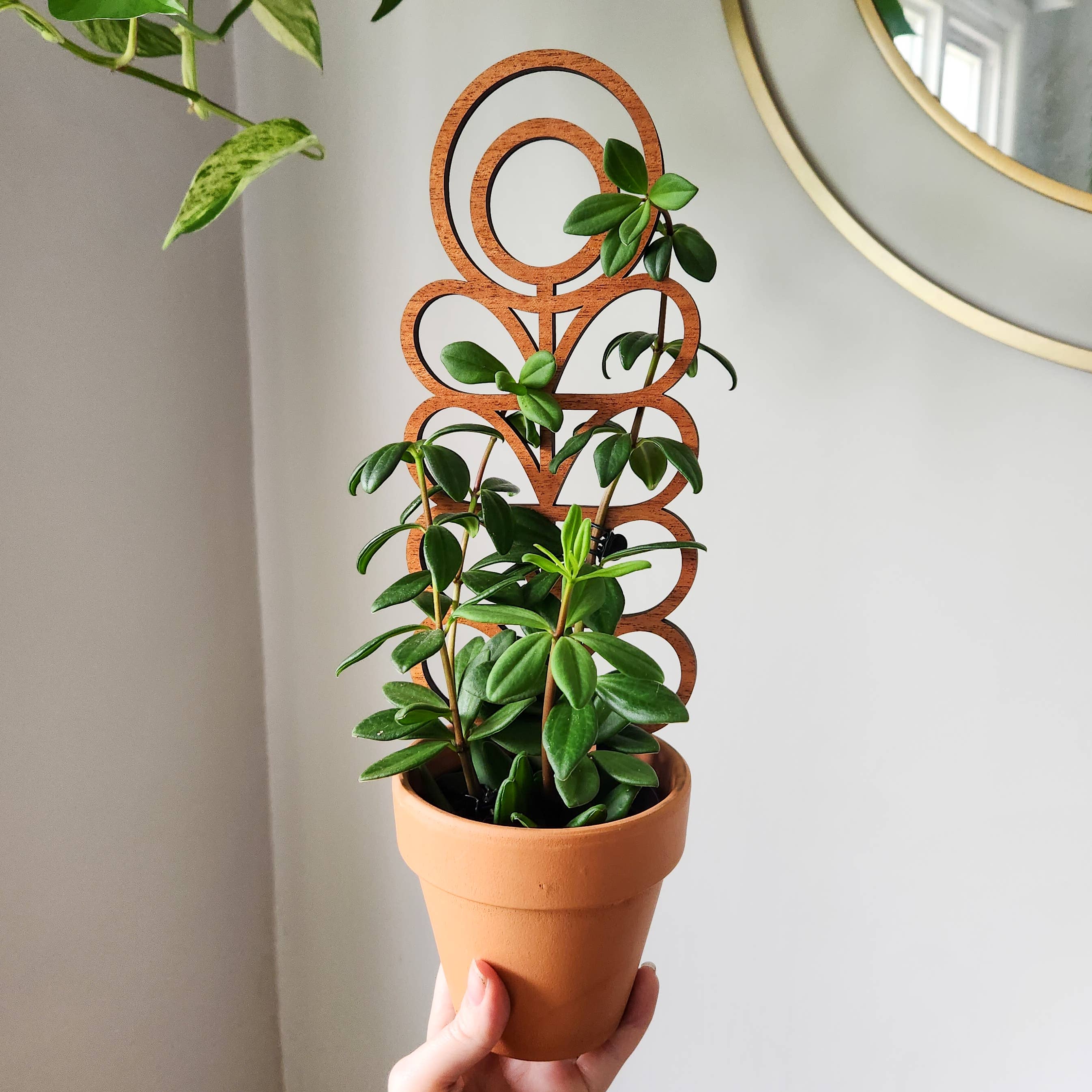 Leaf & Node - Vente Treillis - Treillis pour plantes d'intérieur en bois de style MCM (Zinnia - 2 tailles)1