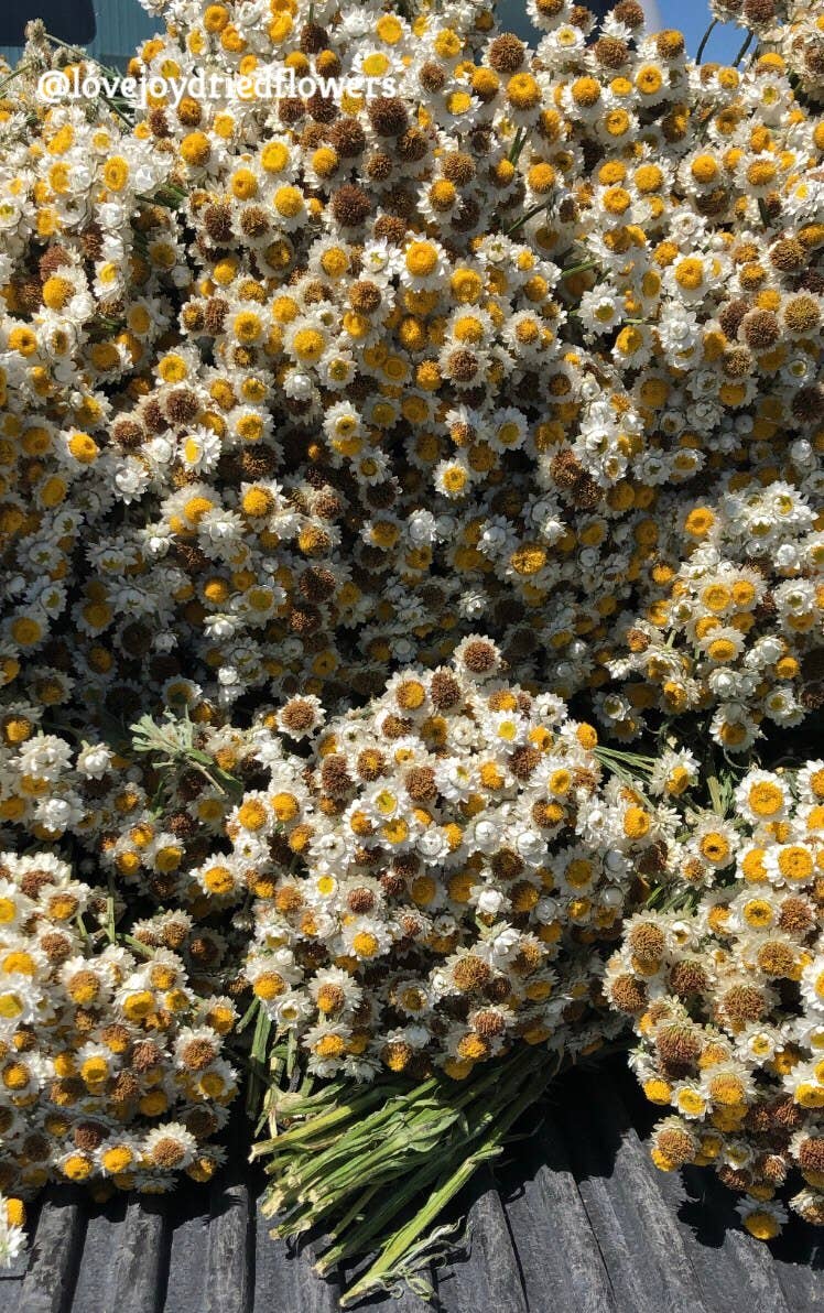 Lovejoy Farms Premium Dried Flowers – wholesale Dried/pressed flowers – Ammobium – Delicate White Dried Flowers3