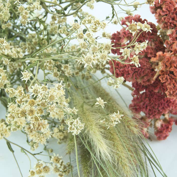 Fence Post Florals - Wholesale Dried/Pressed Flowers - Celosia-Crested -Jura Salmon5