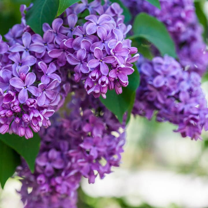 Lilac spray for wholesale by Kreutherkraft Manufaktur