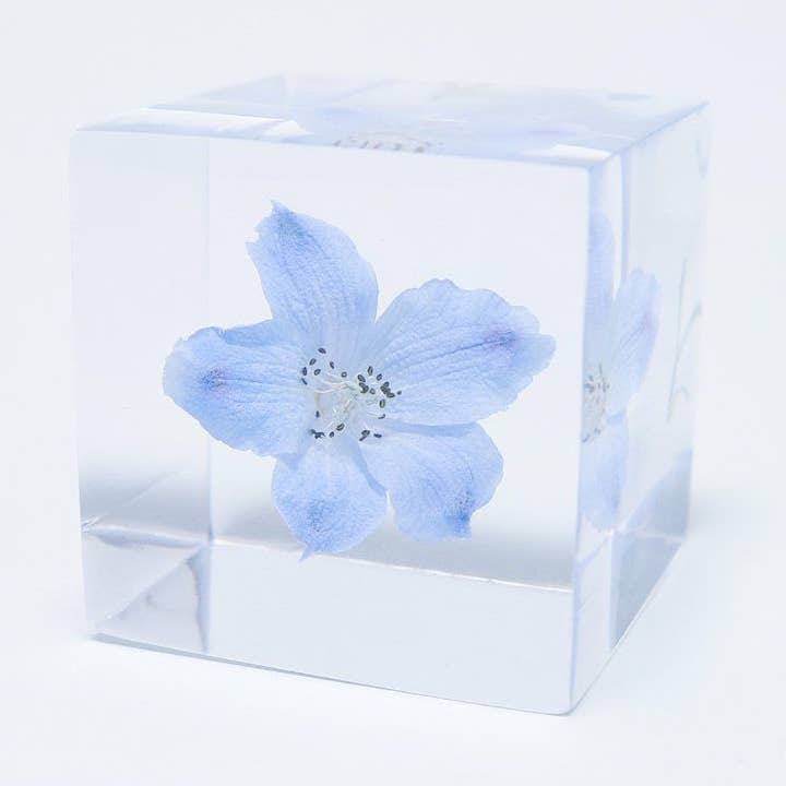 Siberian Larkspur for wholesale by Sola cube