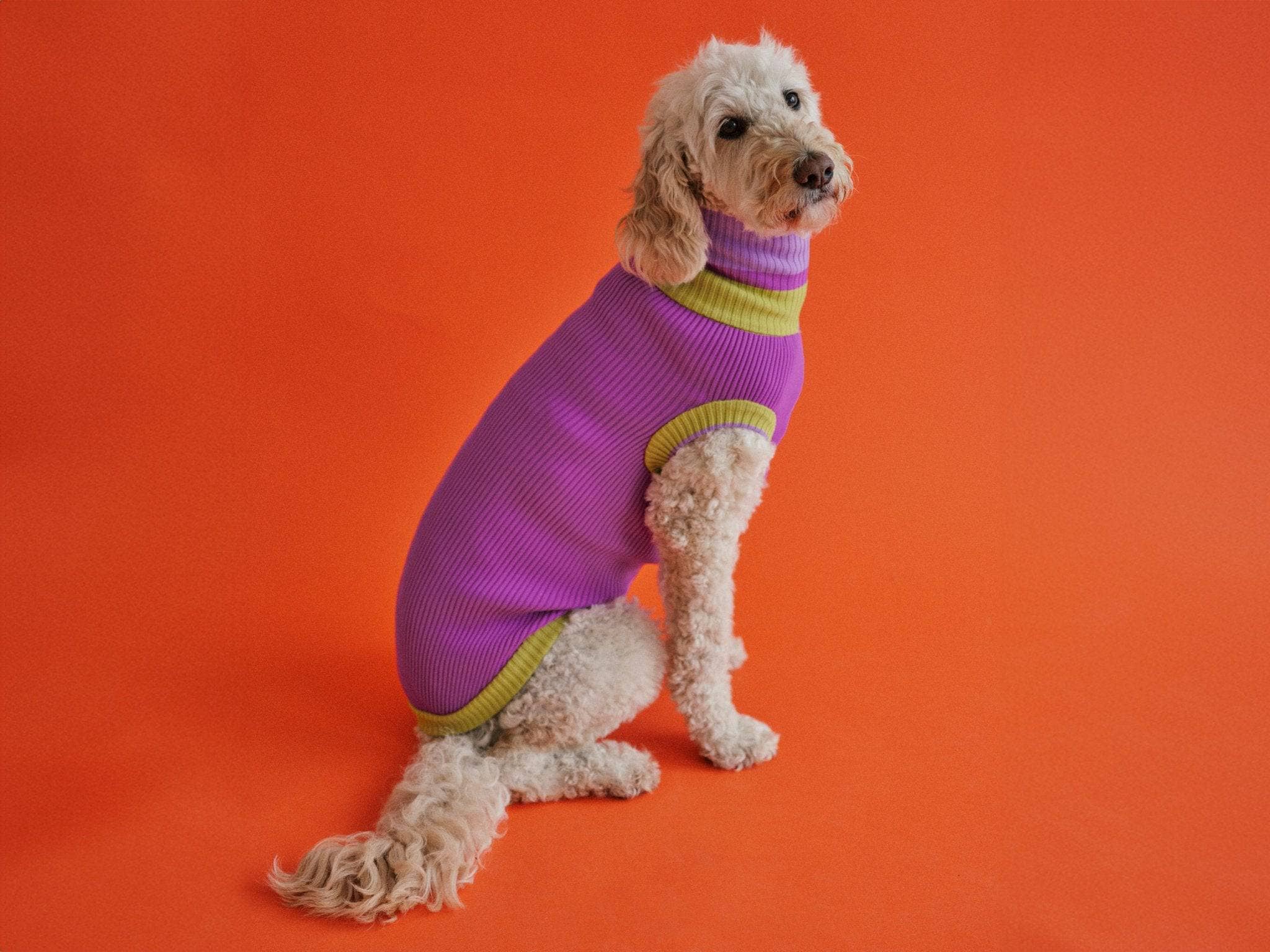 VIOLA SPRING THE GLOW JUMPER - Neon Dog Sweater - (Viola Spring) for wholesale on Faire6
