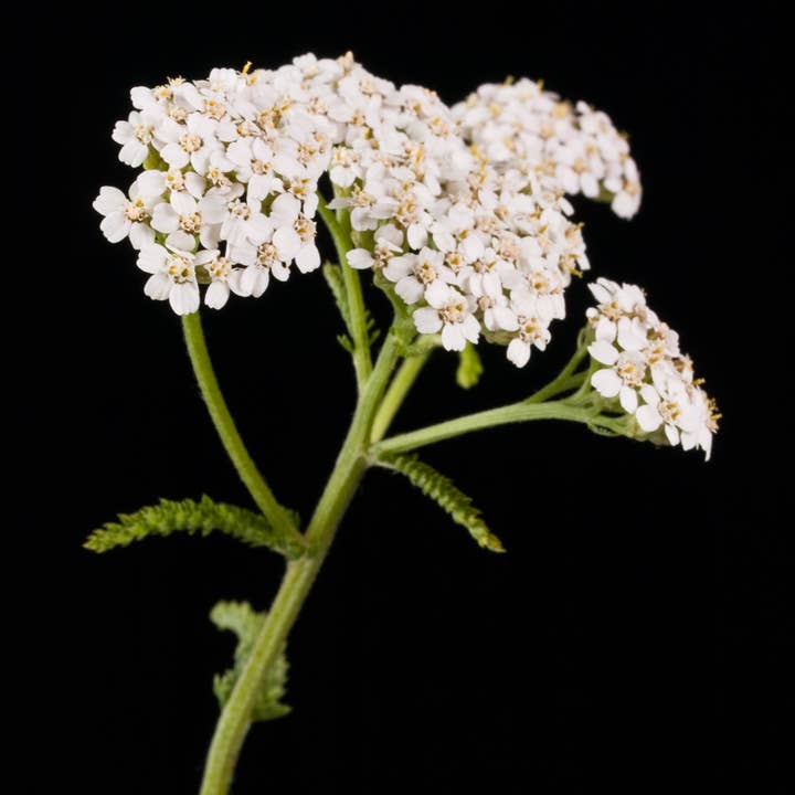 Sow the Magic - Wholesale Plant Seeds - Pearl Yarrow Tarot Garden + Gift Seed Packet