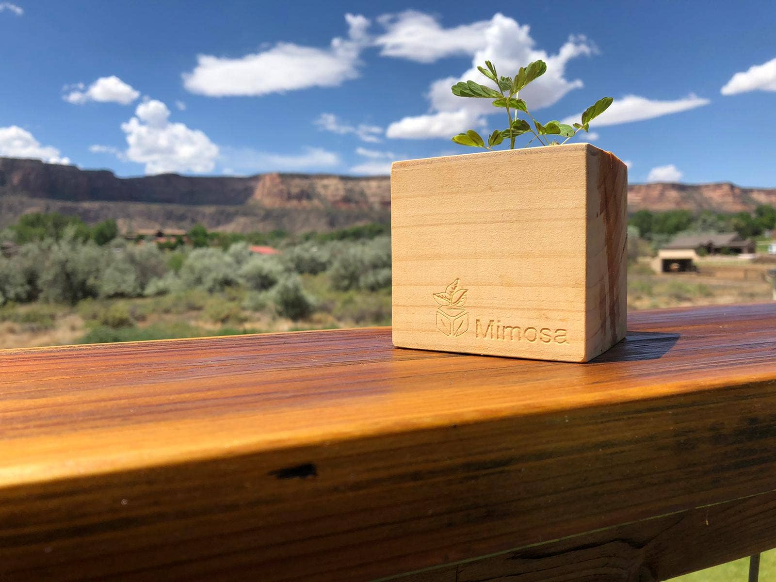 Sprigbox - Wholesale Plant Seeds - Mimosa Grow Kit | Wooden Planter | Touch-Me-Not |Unique Gift1