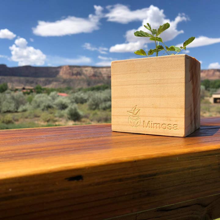 Sprigbox - Wholesale Plant Seeds - Mimosa Grow Kit | Wooden Planter | Touch-Me-Not |Unique Gift1