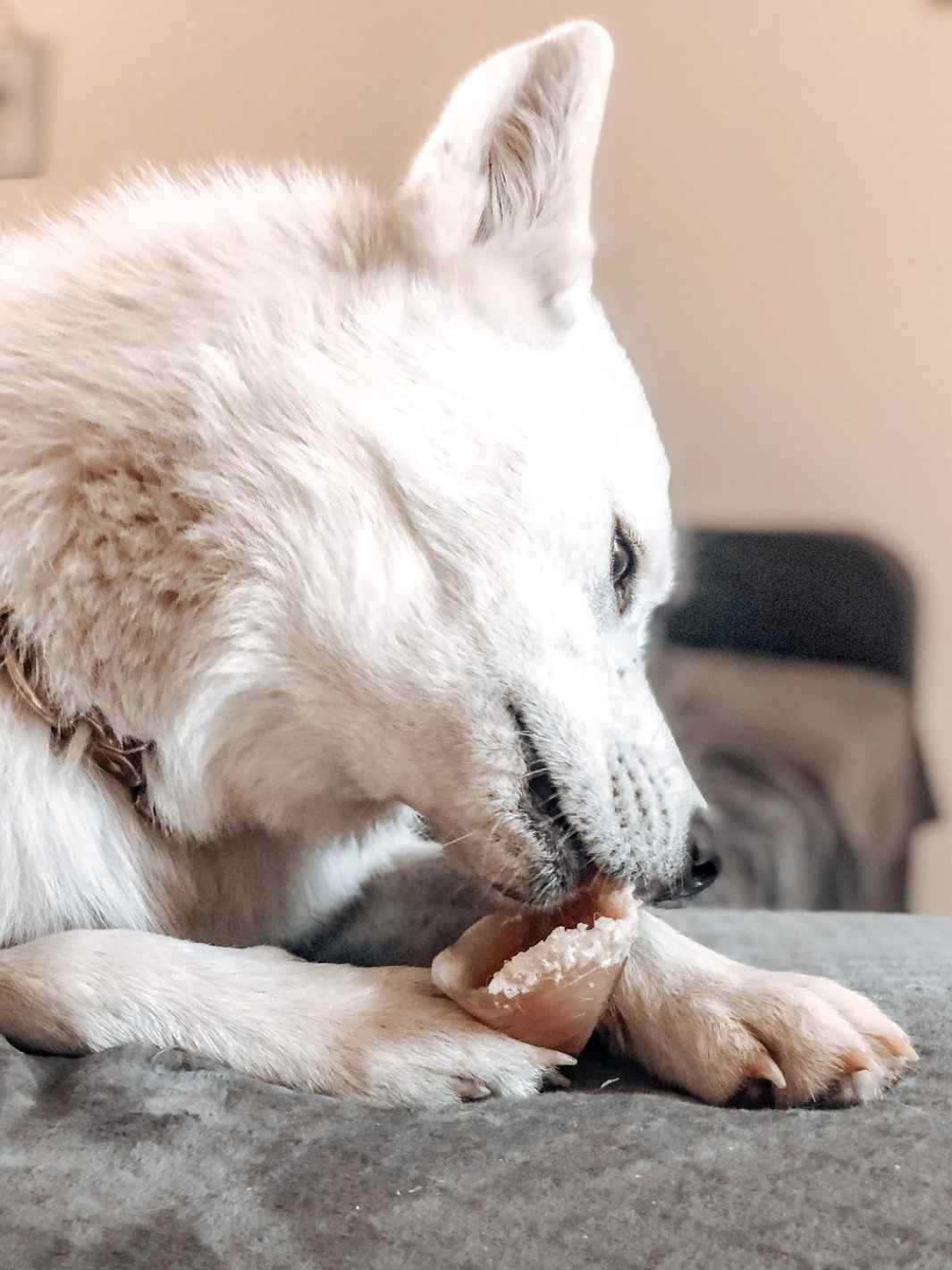 Truffe Délice - Wholesale Pet Treats - Dog - Garnished veal shank9