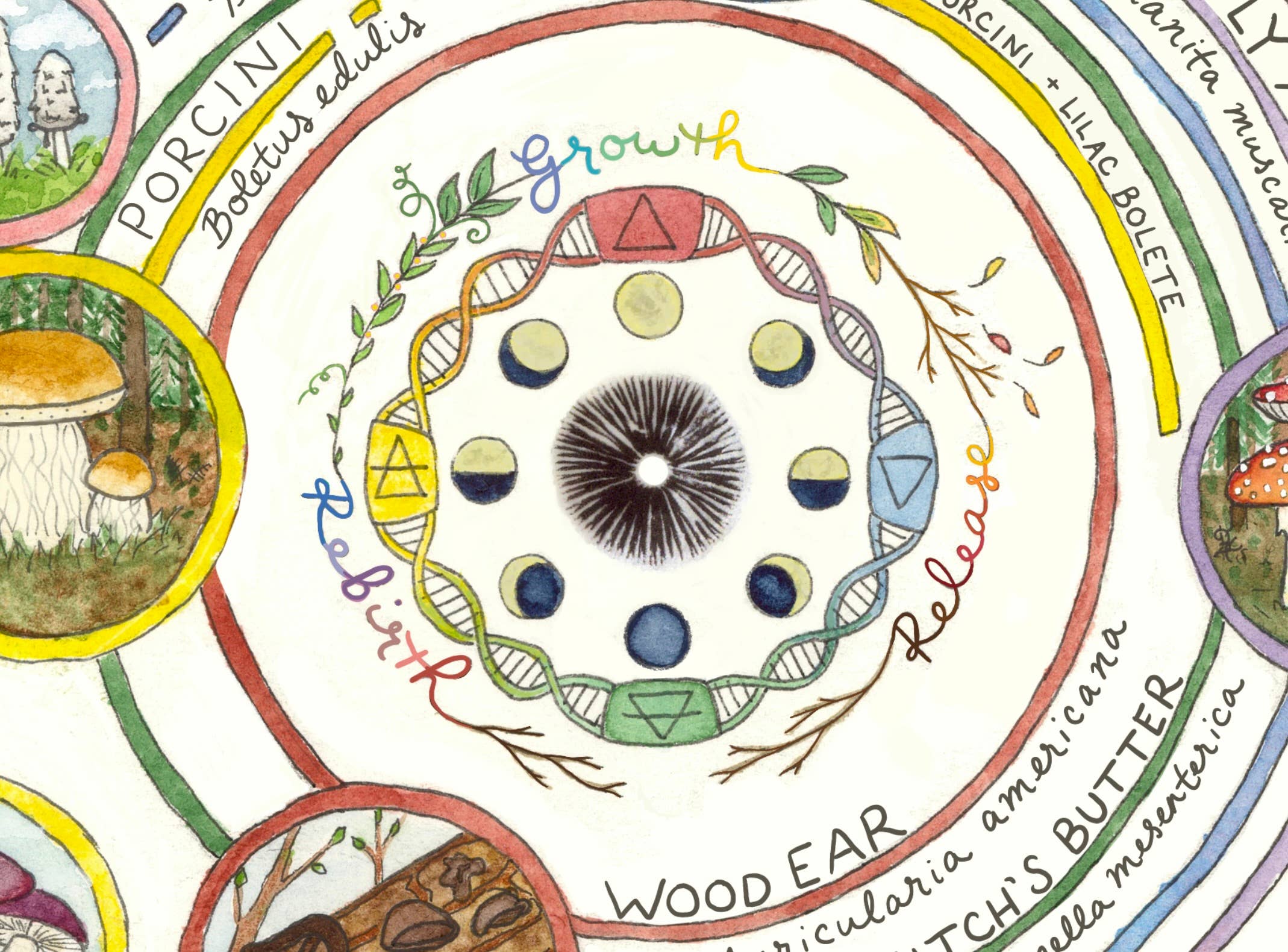 Heart of the Earth Arts - Vente Calendrier - Calendrier de cueillette de champignons | Guide des champignons comestibles et médicinaux7