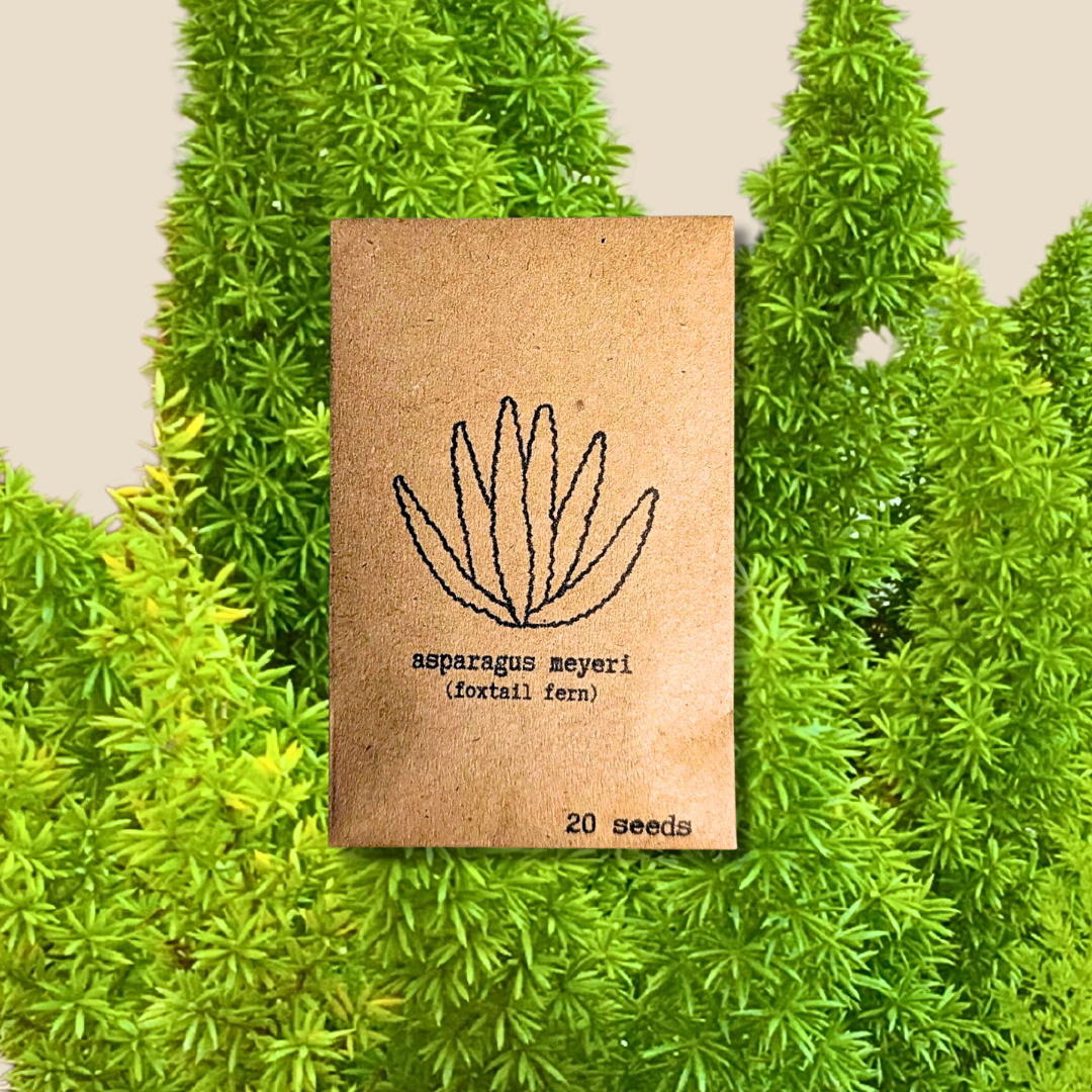 Plantflix - Vente Graines de plantes - Graines de plantes d'intérieur et de plantes tropicales16