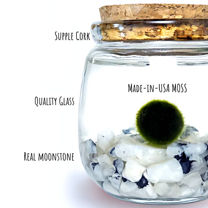 Moss Amigos | Moss Ball Terrariums - Wholesale Live Plant - Moonstone Chico
