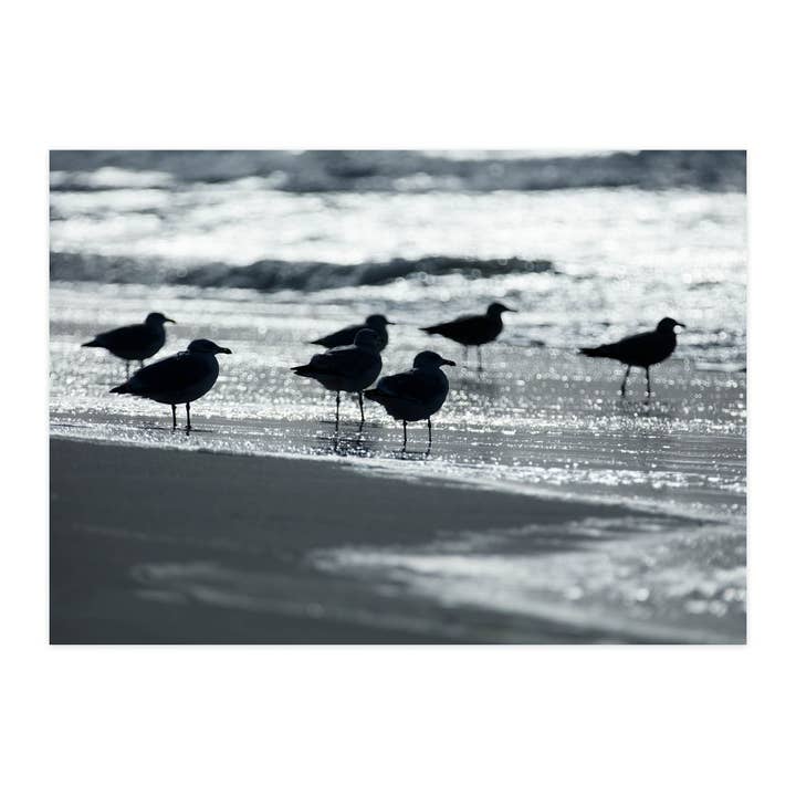 Postal "Gaivotas contra a luz" por atacado de paruspaper. nutzfeine papeterie