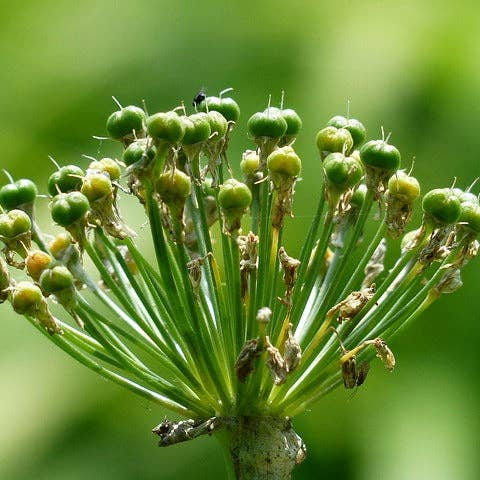 Ollois - Wholesale Oral Supplement/Vitamin - Olloïs Allium Cepa 200CK Vegan Organic kosher, 80 Pellets8