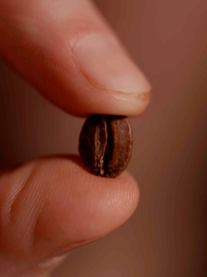 Light Roast Whole Bean Coffee Sampler — 3-Coffee Variety Pack for wholesale by Oval Coffee Roasters