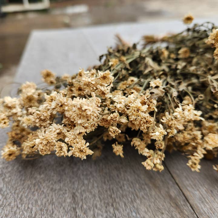 Alissas Flower Farm - Wholesale Dried/Pressed Flowers - Dried Feverfew, aka Chamomile